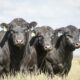 brasil-exportara-embrioes-e-semen-bovino-para-dois-novos-paises