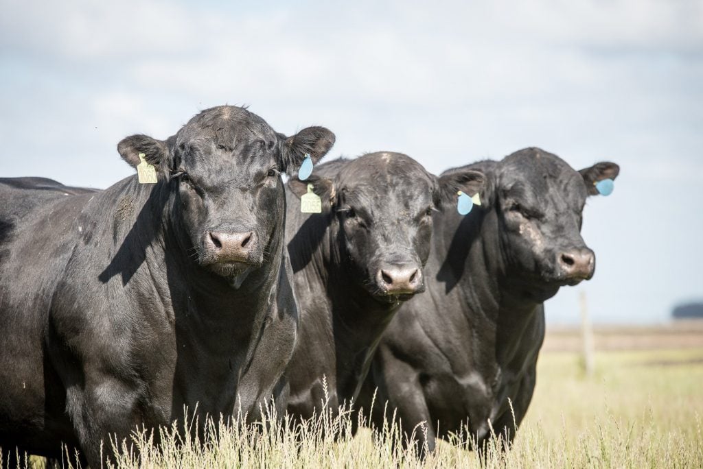brasil-exportara-embrioes-e-semen-bovino-para-dois-novos-paises