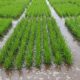 produtividade-de-arroz-no-rio-grande-do-sul-bate-recorde-historico