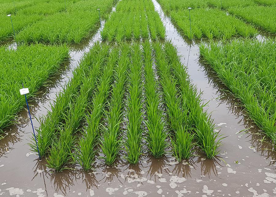 produtividade-de-arroz-no-rio-grande-do-sul-bate-recorde-historico