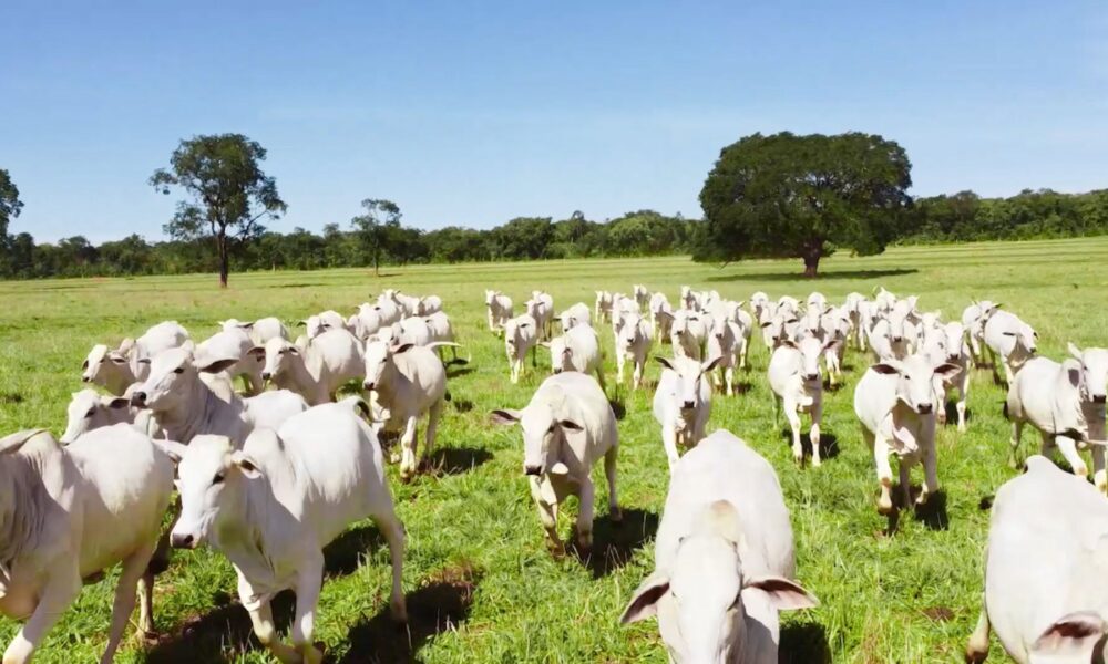 brasil-comecara-a-exportar-bovinos-e-bubalinos-a-pais-africano