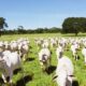 brasil-comecara-a-exportar-bovinos-e-bubalinos-a-pais-africano