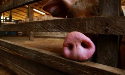 pib-catarinense-cresce-5,4%-impulsionado-por-producao-de-suinos-e-aves