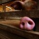 pib-catarinense-cresce-5,4%-impulsionado-por-producao-de-suinos-e-aves
