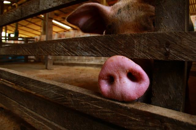 pib-catarinense-cresce-5,4%-impulsionado-por-producao-de-suinos-e-aves