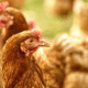 brasil-registrou-recorde-de-aves-comerciais-e-ovos-em-2024,-mostra-ibge