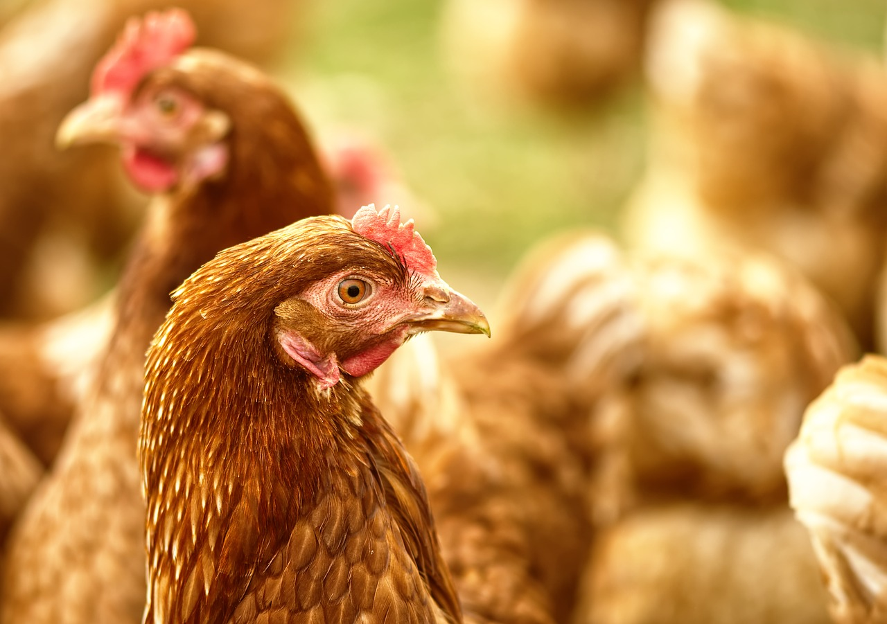 brasil-registrou-recorde-de-aves-comerciais-e-ovos-em-2024,-mostra-ibge