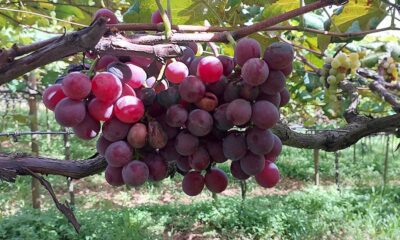 acao-recupera-95%-das-areas-afetadas-pela-podridao-da-uva