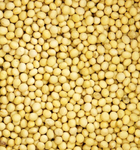 semana-agitada,-mas-negativa-para-a-soja;-argentina-entra-no-‘game’-e-eua-avancam-na-colheita