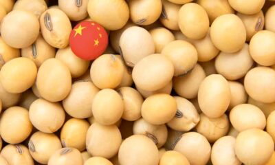 china-nao-esta-abastecida-e-precisa-da-soja-dos-eua,-diz-chefe-do-usda