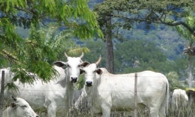 arroba-do-boi-gordo-volta-a-ter-elevacao-de-precos;-veja-as-cotacoes