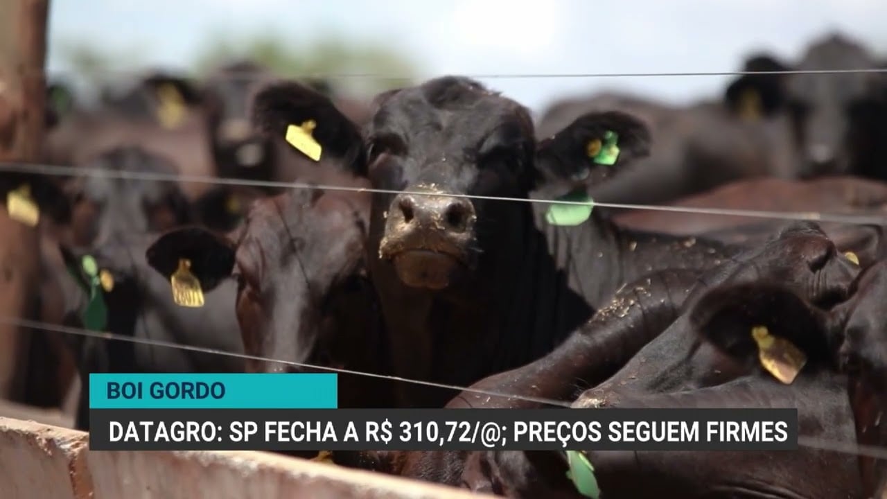 preco-do-boi-gordo-se-mantem-firme-e-indicador-de-ms-atinge-maior-valor-do-dia