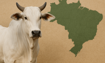 indicador-do-boi-gordo-datagro-segue-em-alta-nesta-quarta-feira