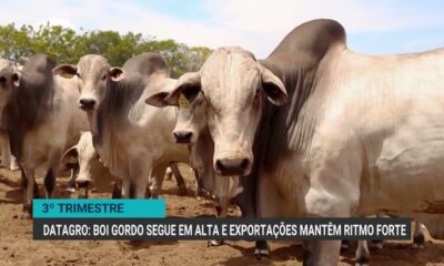 retencao-de-animais-e-movimentos-de-china-e-eua-influenciam-mercado-do-boi-gordo