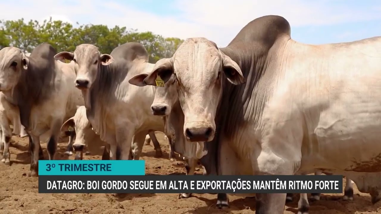 retencao-de-animais-e-movimentos-de-china-e-eua-influenciam-mercado-do-boi-gordo