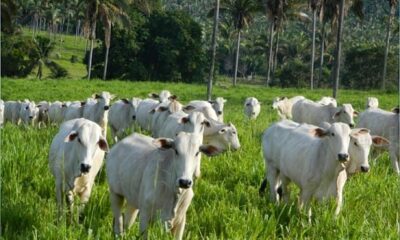 demanda-firme-e-escalas-curtas-sustentam-valorizacao-das-cotacoes-do-boi-gordo