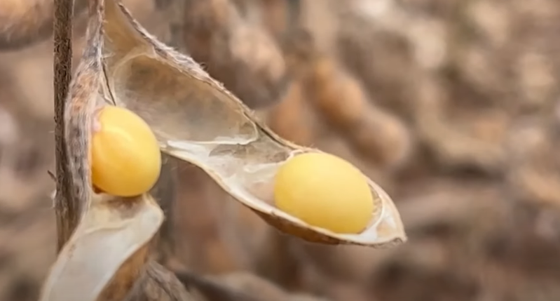 potencial-de-produtividade-da-safra-brasileira-de-soja-pode-cair,-diz-consultor-americano