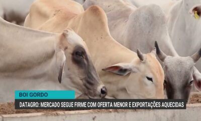 preco-da-arroba-do-boi-em-mato-grosso-do-sul-se-aproxima-de-sao-paulo