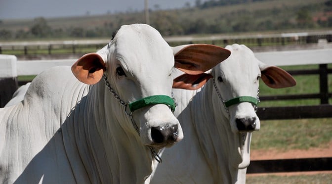 rumores-de-retracao-nas-compras-da-china-marcam-o-fim-da-semana-do-boi-gordo