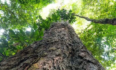 suica-anuncia-doacao-de-r$-33-milhoes-para-fundo-amazonia