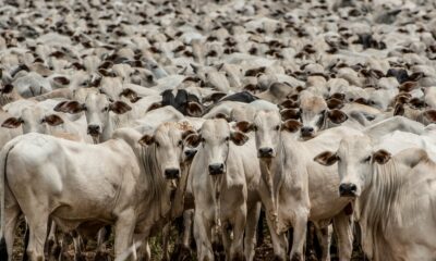 indicador-do-boi-gordo-datagro:-sao-paulo-fecha-com-a-maior-cotacao-do-dia