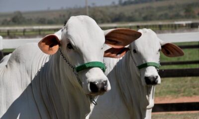 boi-gordo:-consumo-aquecido-faz-precos-do-atacado-dispararem