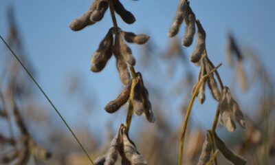 conab-atualiza-dados-e-aponta-atraso-na-temporada-de-soja-25/26;-mercado-reage-na-semana