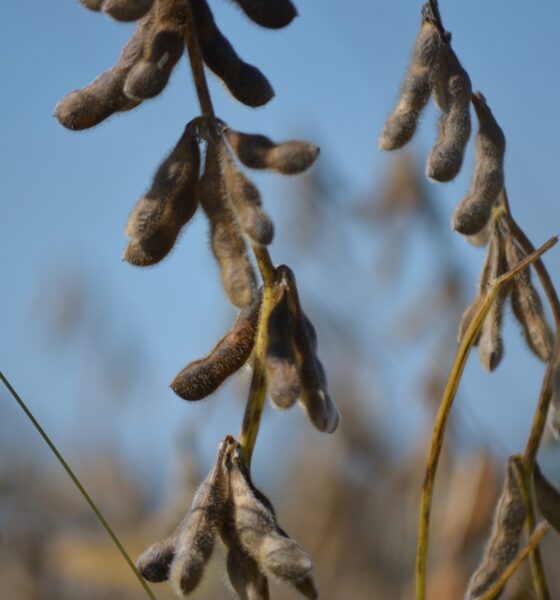 conab-atualiza-dados-e-aponta-atraso-na-temporada-de-soja-25/26;-mercado-reage-na-semana