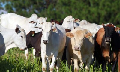 cotacoes-do-boi-gordo-estabilizam-em-meio-a-rumores-sobre-decisao-chinesa