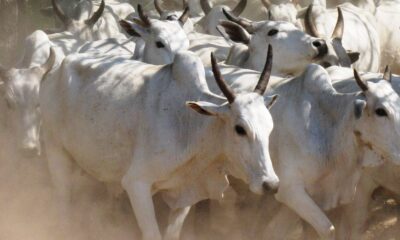 preco-do-boi-gordo:-veja-como-a-arroba-fechou-a-semana