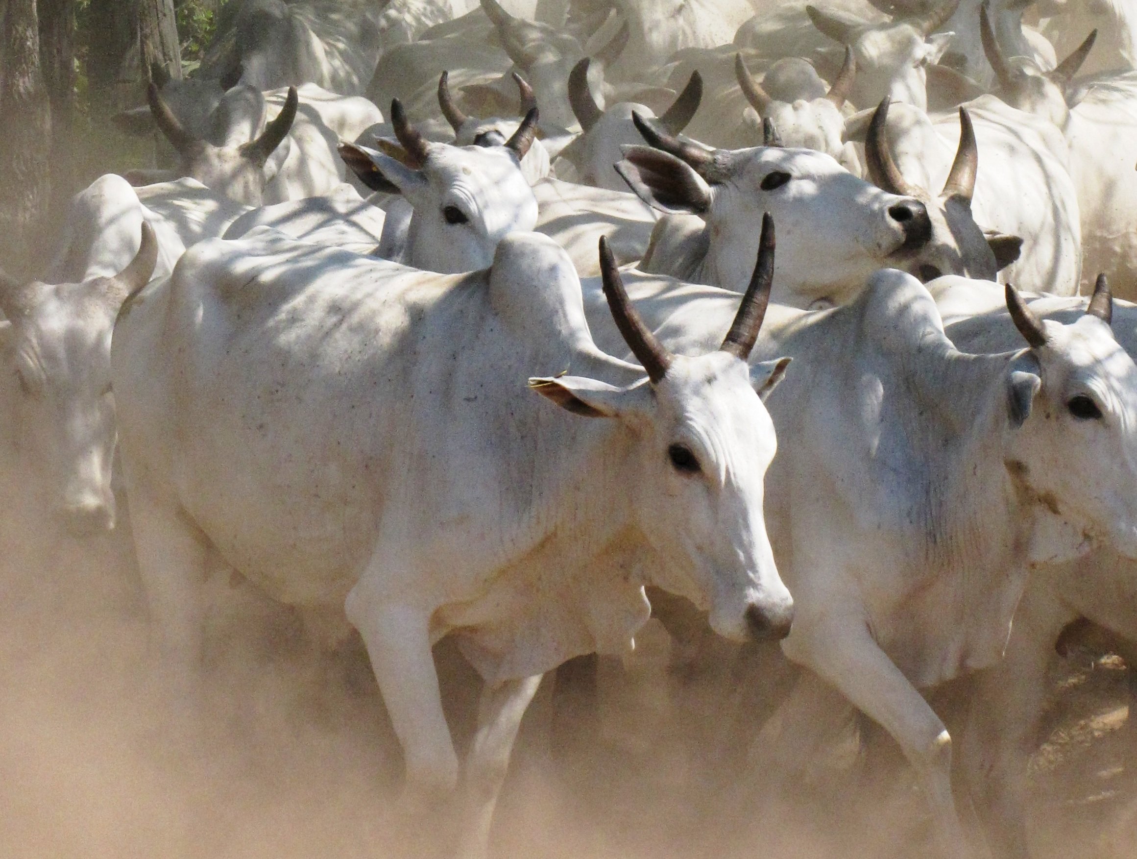 preco-do-boi-gordo:-veja-como-a-arroba-fechou-a-semana