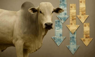 arroba-do-boi-gordo-cai-r$-5-na-bahia-e-tambem-baixa-em-outros-estados