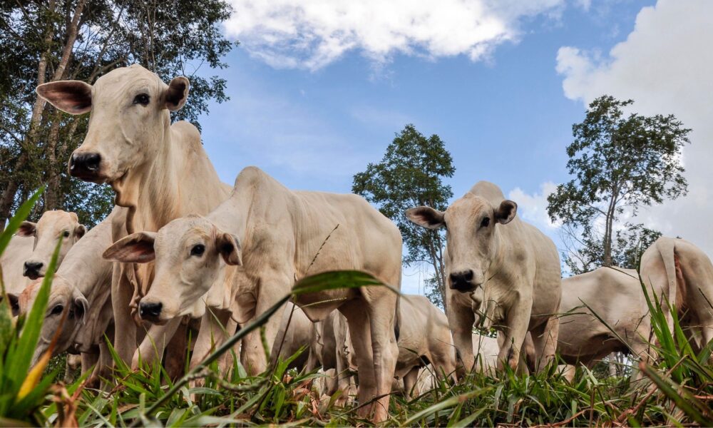 preco-do-boi-gordo:-veja-como-o-mercado-fechou-a-semana