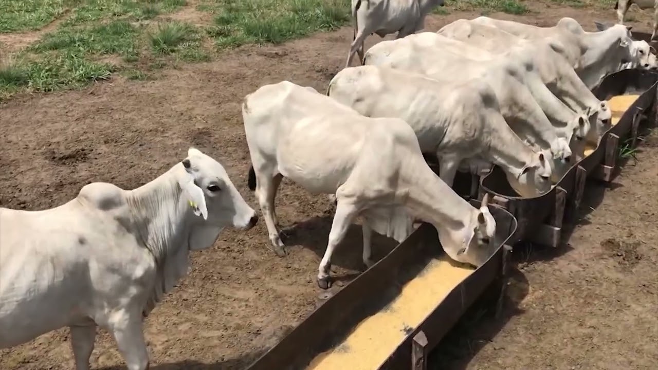 milho-com-sabugo-no-sistema-de-creep-feeding-melhora-peso-ao-desmame-dos-bezerros